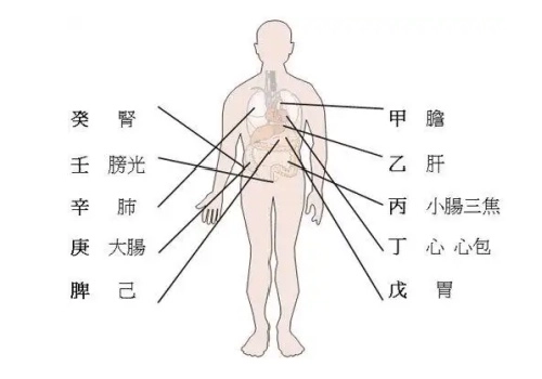 天干地支对应的人体脏腑及位置-听雷观止录
