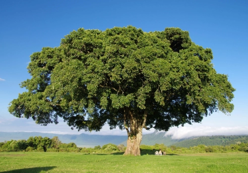 干体象-甲木-听雷观止录
