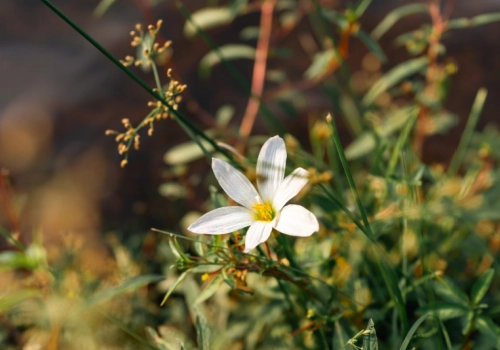 干体象-乙木-听雷观止录