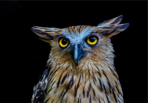 八字十神-偏印详解（枭神）-听雷观止录